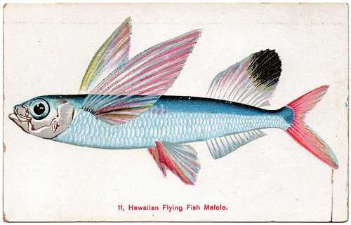 Malolo or Flying Fish